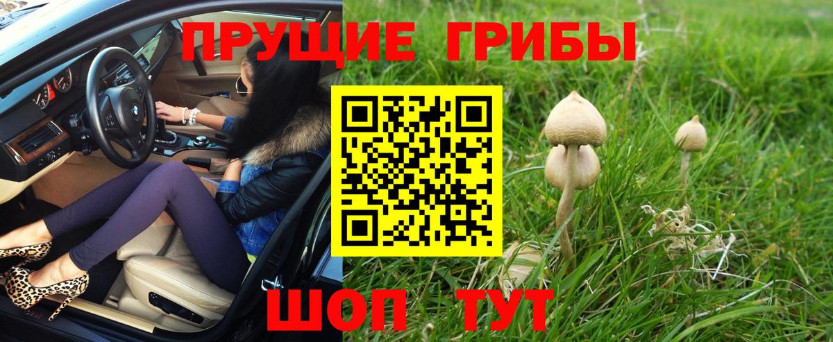 Галлюциногенные грибы Psilocybe Зерноград
